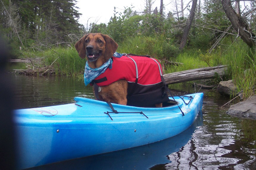 Snapple the kayaking Redbone