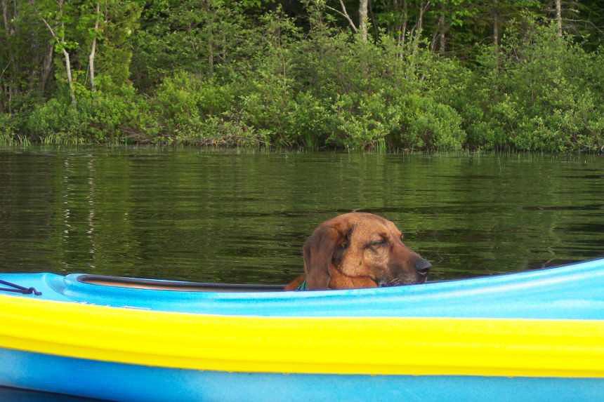 Snapple the kayaking Redbone